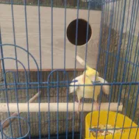 عروس هلندی نر بخون و درشت آماده جفت‌گیری