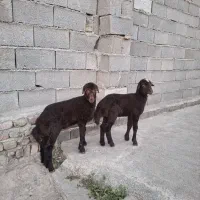 بره قرمز اصیل افشار