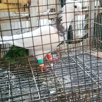 کبوتر طوقی هفت رنگ