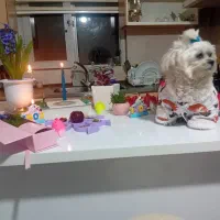 ۵۰ متر آپارتمان/ در حد نوساز سند تک برگ /حصارک