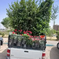 خدمات تعویض خاک گلدان باغبانی کاشت گل گیاه فروش گل