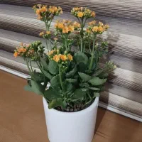 گلدون مناسب هدیه روز مادر