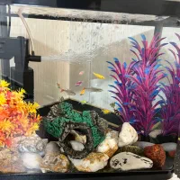 آکواریوم|ماهی|اسلام‌شهر, باغ فیض|دیوار