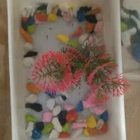 ماهی گوپی (توضیحات خوانده شود) بدون نیاز به پمپ اب