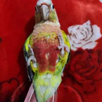 طوطی گرینچیک ..سانچیک|پرنده|شیراز, شاپورجان|دیوار