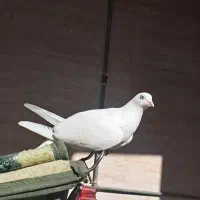 بمبویی|پرنده|امیدیه, |دیوار