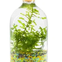 بطری ویال ۱۰۰ سی سی