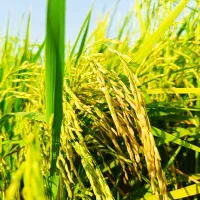 برنج فجر خیرآباد