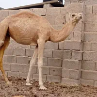 شتر سفید آشتی جوان|حیوانات مزرعه|بندرعباس, |دیوار