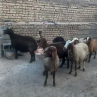 هفت عدد میش آبستن  داشتی
