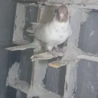 ۳عدد،کفتر نر بشرط پرش