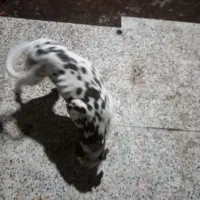 سگ نگهبان و اپارتمانی دالیشمن