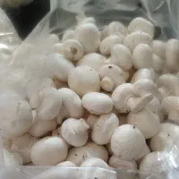 نیروی برداشت قارچ