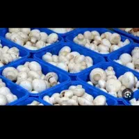 فروش قارچ درجه یک