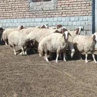میش اصیل سنجابی