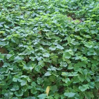 قلم انگور ریشه دار