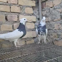 قفس کبوتر طوقی|لوازم جانبی حیوانات|زارچ, |دیوار