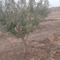 شخم زنی. قزوین(الموت وسایر اطراف حومه)|خدمات باغبانی و درختکاری|محمدیه-قزوین, |دیوار