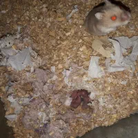 همستر مینیاتوری گلد طلایی|موش و خرگوش|محمدشهر, علی آباد گونه|دیوار