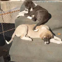 توله قدرجونی نر وماده