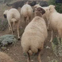 گوسفند شکم دار