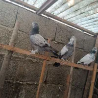 کبوتر مسافتی و پروازی