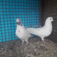 باسلام ب همه عشق بازها|پرنده|خمینی‌شهر, |دیوار