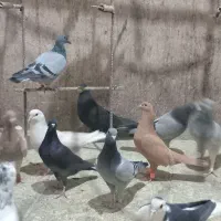 کفتر طور|پرنده|چناران, |دیوار