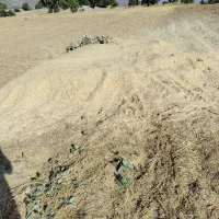 کاه گندم تمیز داریم 250 من