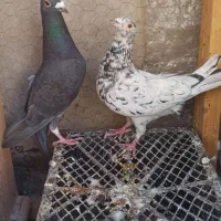 سار،شتری،پرشی
