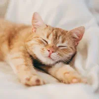 نگه داری از بچه گربه