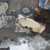 سگ پاپی|سگ|مشهد, همت آباد|دیوار