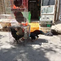 مرغ و خروس سیاه و سفید جهت قربانی سراسرشهر
