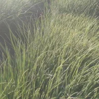 پیاز مینروا دستگیری|خدمات باغبانی و درختکاری|عنبرآباد, |دیوار