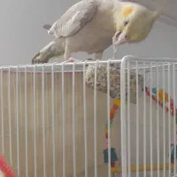 عروس هلندی|پرنده|میان جلگه, |دیوار