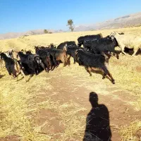 بزکوردی داشتی|حیوانات مزرعه|جوانرود, |دیوار