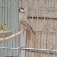 فنچ نرگسی نره مولد|پرنده|تهران, باغ خزانه|دیوار