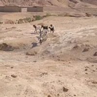 بز پاکستانی|حیوانات مزرعه|دره شهر, |دیوار