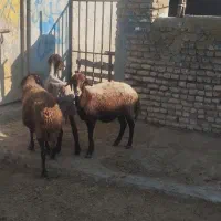 گوسفند|حیوانات مزرعه|سیمین شهر, |دیوار