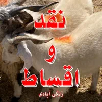 انواع گوسفند محلی چاق ( دام زنده ) + قصاب