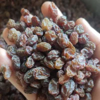 کشمش آفتابی پاک شده