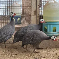 مرغ شاخدار مصری|حیوانات مزرعه|کوهسار (البرز), |دیوار