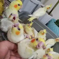 جوجه عروس هلندی سرلاکی نژاد سخنگو