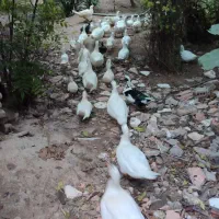 اردک روسی و اسرائیلی اصل|حیوانات مزرعه|گرگان, |دیوار