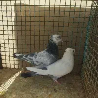 کبوتر بهبهانی و شهری|پرنده|شیراز, کوی زهرا|دیوار