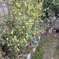 فروش نهال در پایه های ملو نارنج|خدمات باغبانی و درختکاری|گتاب, |دیوار