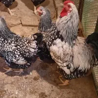 مرغ و خروس ویاندوت سیلور