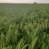 دنبال کار هستم