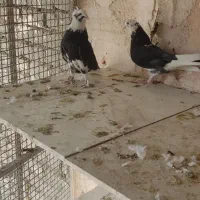 کبوتر شازده مشکی|پرنده|خمینی‌شهر, |دیوار