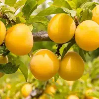 نهالستان عرفان نهال نهال های با کیفیت برای هرزمینی